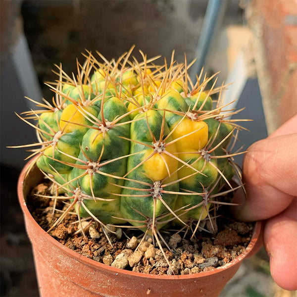 Variegated Gymnocalycium baldianum Live Cactus