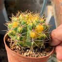 Variegated Gymnocalycium baldianum Live Cactus