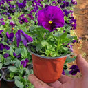 Super Bingo Series Purple Pansy Seeds, 100 Seeds