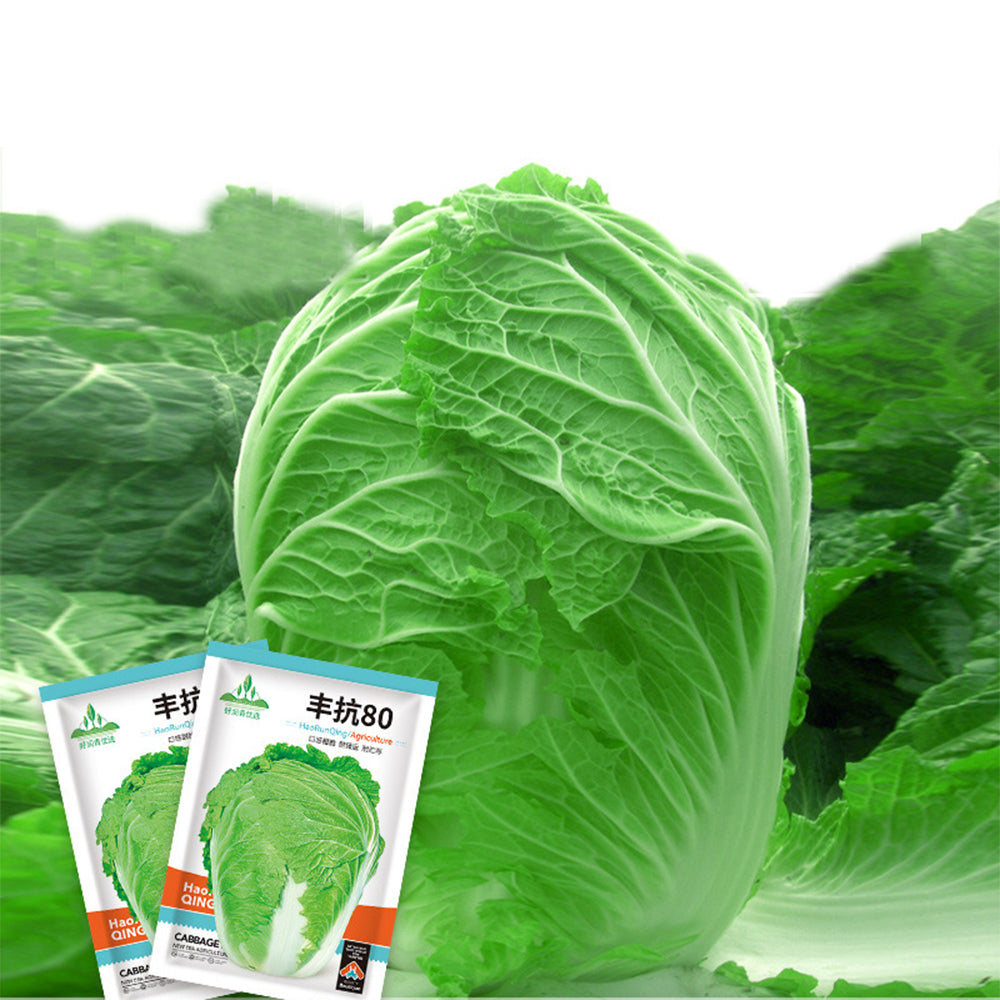 Fengkang 80 Chinese Cabbage Seeds, 5 × 3g Bags