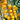 Charlotte F1 Tomato, 5 Seeds