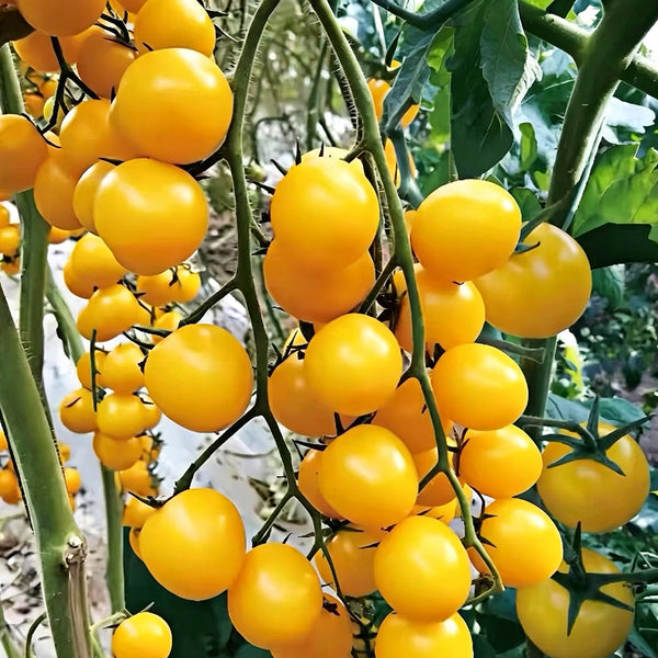 Charlotte F1 Tomato, 5 Seeds