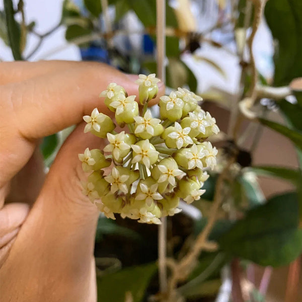 Hoya finlaysonii Narrow Leaf, 4 Cuttings