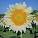 'White Moonlight' Sunflower, 10 Seeds