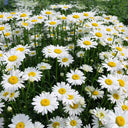 White Max Chrysanthemum, 600 Seeds