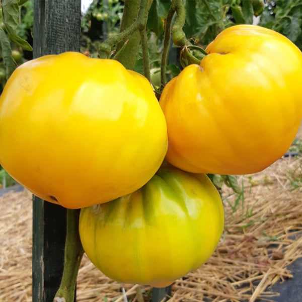 275 Your Majesty Tomato, 5 Seeds
