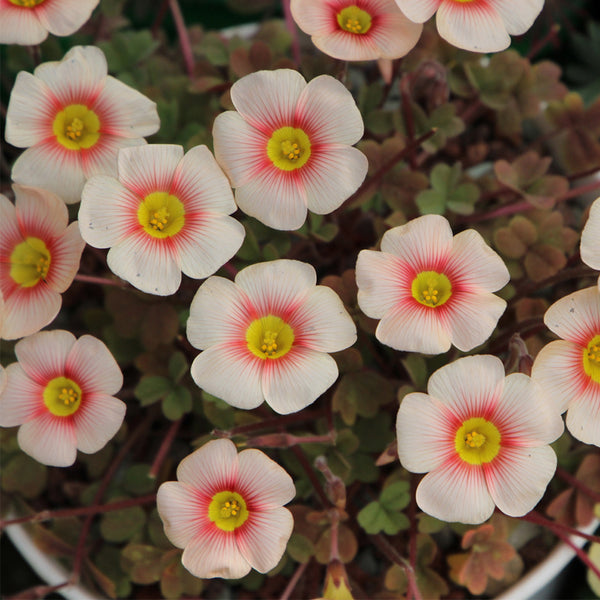 Oxalis obtusa Series Bulb - 'Blush Eyelash', 10 Bulbs