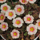 Oxalis obtusa Series Bulb - 'Blush Eyelash', 10 Bulbs