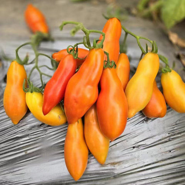 785 Red Banana Tomato, 5 Seeds