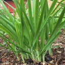Fusheng No.1 Snow Leek Seeds, 250g