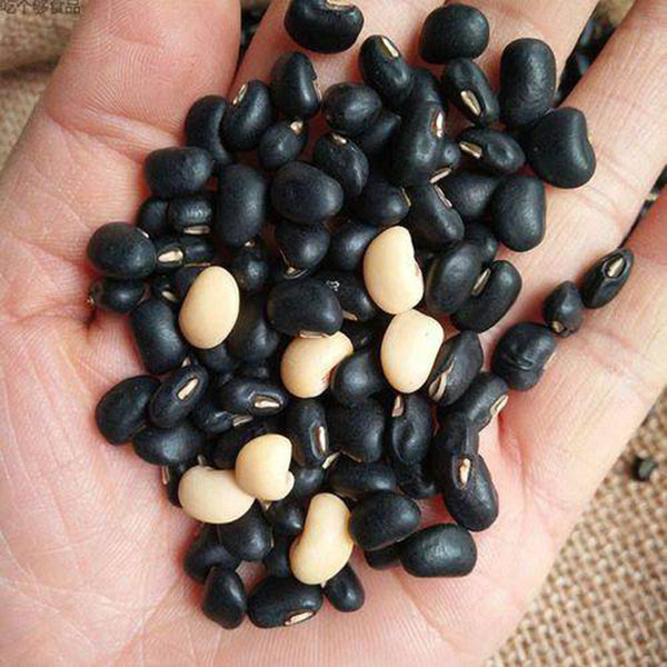 Black Cowpea, 50 Seeds