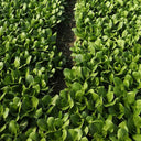 Jinmei 22 Green-stem Pak Choi Seeds, 10g