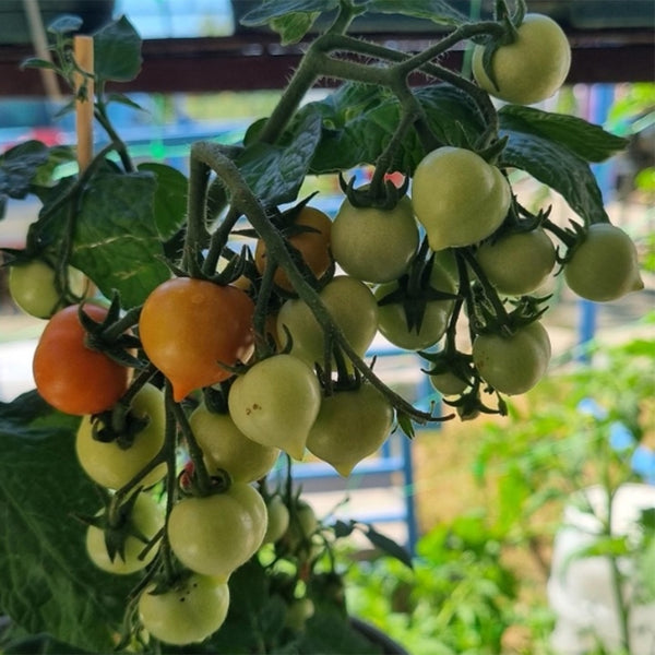 771 Evita Mini Pot Tomato, 5 Seeds