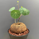 Stephania cepharantha Tuber