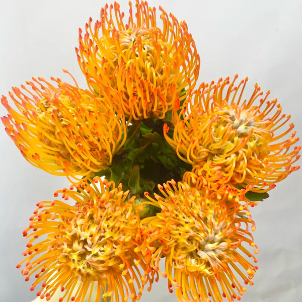 Orange Pincushion Protea, 2 Seeds