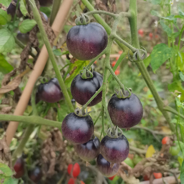 Black Jiaozi Tomato, 200 Seeds