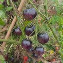 Black Jiaozi Tomato, 200 Seeds