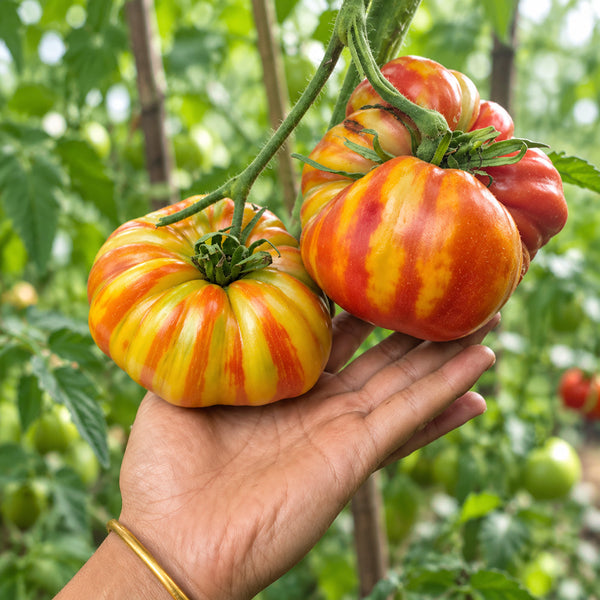 1127 Station Tomato, 5 Seeds