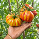 1127 Station Tomato, 5 Seeds