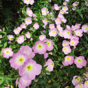 Pink Evening Primrose, 1g