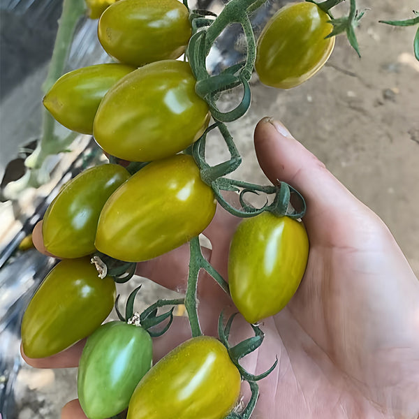Qingguo Qingcheng F1 Tomato, 5 Seeds