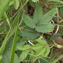 Sensitive Plant (Mimosa pudica L.) Seeds, 100 Seeds