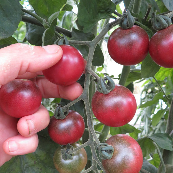 Reinhard Kraft's Purple Sugar Cherry Tomato, 5 Seeds