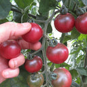Reinhard Kraft's Purple Sugar Cherry Tomato, 5 Seeds
