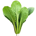 Four Seasons Bok Choy Seeds, 10g