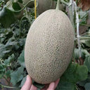 Hami Melon Seeds, 25 Seeds