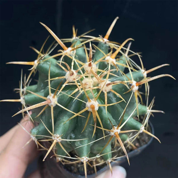 Ferocactus peninsulae, 3-4cm