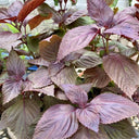 'Zifei' Purple Perilla Seeds, 5 Grams ≈ 3500 Seeds