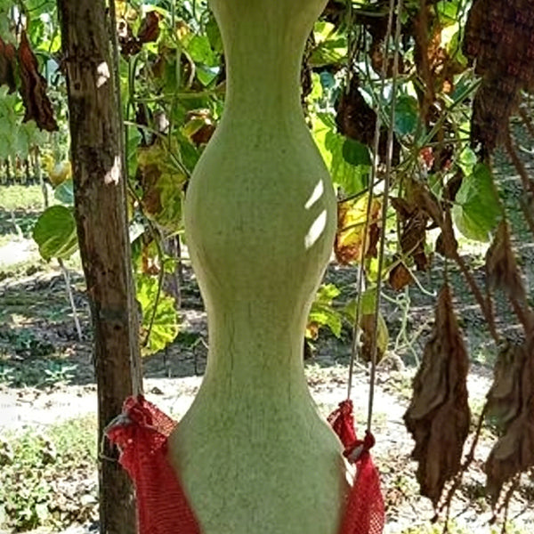 Slender-waisted lotus-head gourd, 5 Seeds