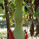 Slender-waisted lotus-head gourd, 5 Seeds
