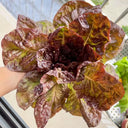 Coffee-colored Butter Lettuce Seeds, 3g