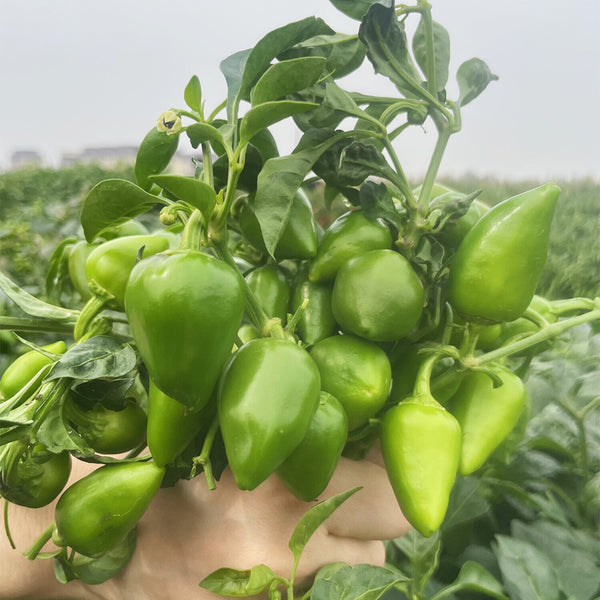 'Yanjiao No.801 Strawberry' Medium Spicy Heaven-facing Chili Hybrid, 30 Seeds