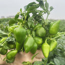 'Yanjiao No.801 Strawberry' Medium Spicy Heaven-facing Chili Hybrid, 30 Seeds