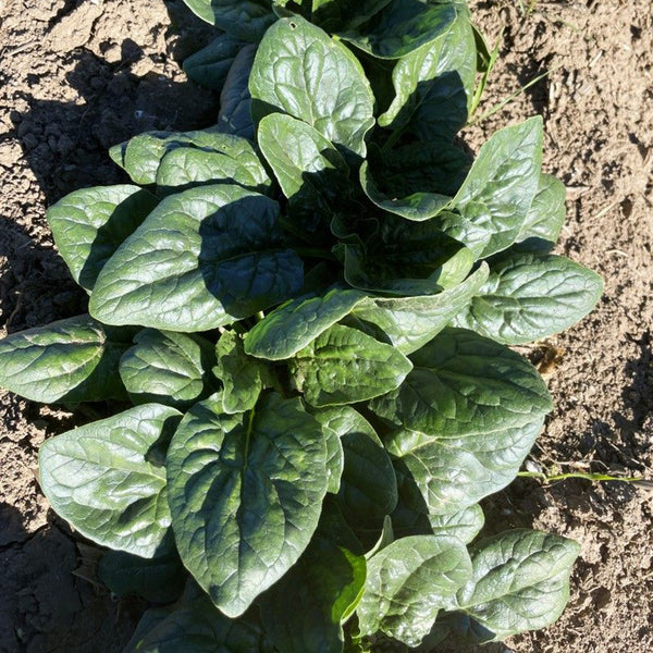 Ground-hugging Spinach Seeds, 10g