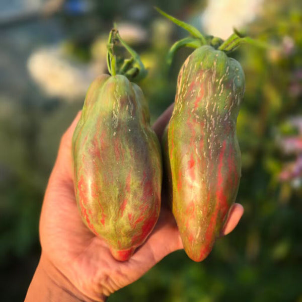 937 Black Tulip Tomato, 5 Seeds