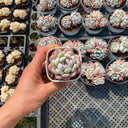 Echeveria 'Monroe', 3pcs x 1-head