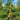 356 Barnes Mountain Yellow Tomato, 5 Seeds