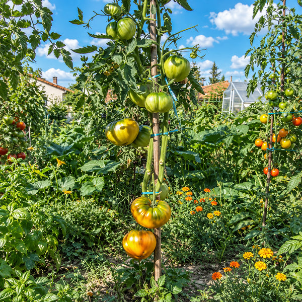 356 Barnes Mountain Yellow Tomato, 5 Seeds