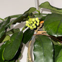 Hoya latifolia, 2 Cuttings