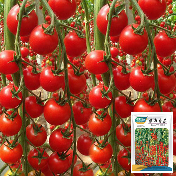 'Waterfall Red Cluster' Cherry Tomato Seeds, 20 Seeds
