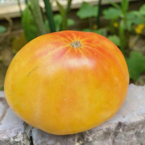 Cocktail Fruit Tomato, 20 Seeds