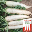 Summer-Autumn White Jade Radish Seeds, 5g