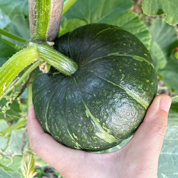 Green Baby Mini Pumpkin Seeds, 50 Seeds
