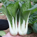 Yumeiren Baby Bok Choy Seeds, 5 × 1k-seed Bags