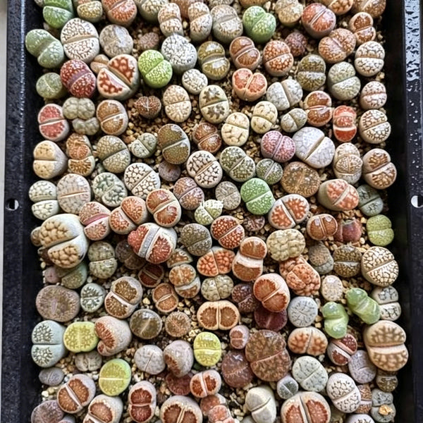 Mixed Lithops, 1000 Seeds