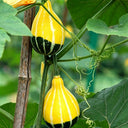 Little Rascal Gourd Seeds, 2g